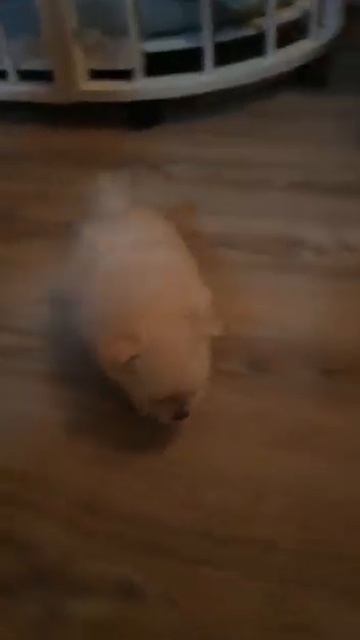 шпиц смотреть онлайн