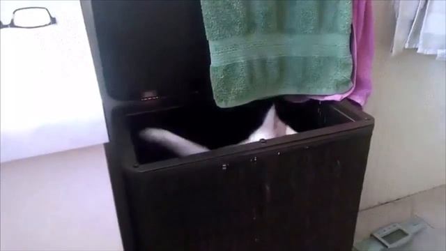 Обзор видео - котёнок убегает от ящерицы, кот в пакете, кошка прыгнула в ящик, кот пьёт из под кран смотреть онлайн