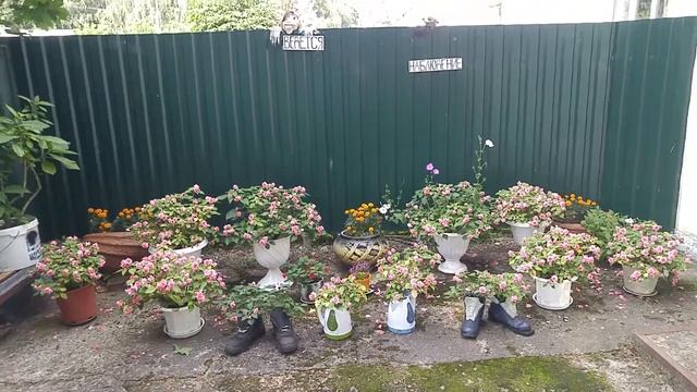 Дизайн цветников в Лепельском военном санатории (Беларусь) смотреть онлайн