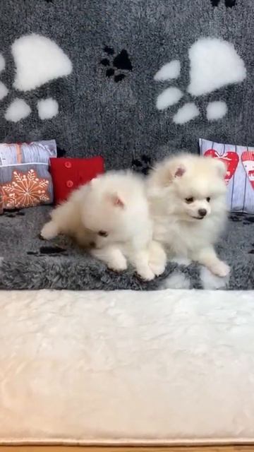 Мишки УмКи!Няшки 🥰 милашки 😍