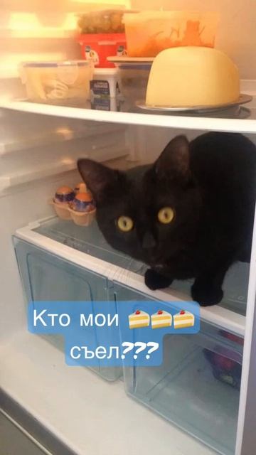 Кто- то ,съел пирожное Кирилла 😳 #кот #прикол