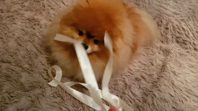 шпиц Лео не в настроении играть