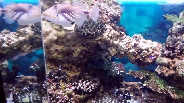 Московский зоопарк. Расписной спинорог.