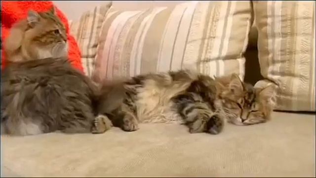 Ирина Шилкина питомник АНГЕЛ СОЛНЦА, кошки Курильский Бобтейл. @https://youtu.be/cQOfGArfD5c