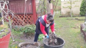 Работы в теплице и огороде. Высаживаю томаты. "Редкий цветочек". Жизнь семьи в деревне.