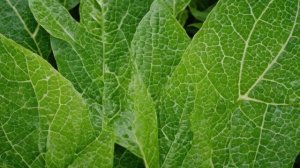 На листьях перца появились пупырышки причины проявления, методы лечения - Овощи