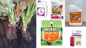 Эти вредители губят урожай! Как я обрабатываю клубнику — все препараты и дозировки.