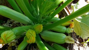 Готовим ЛУНКИ ПОД ТЫКВЫ И КАБАЧКИ — Советы опытных дачников