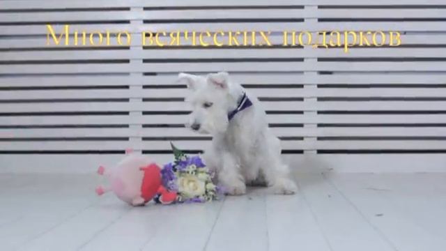 С 8 марта!