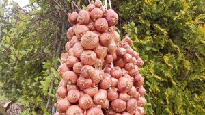 Как правильно посадить лук на репку