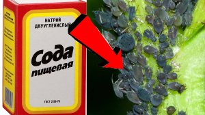 Как избавиться от тли за 3 Секунды.