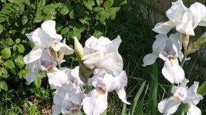 Яр заз ава 2025