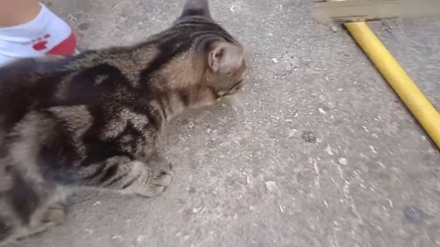 юля и чип!!!!! смотреть онлайн