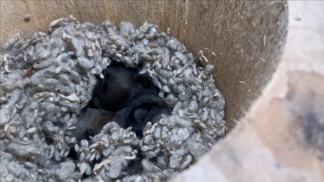 Содержание черных белок.Бельчата растут.Вольер делается. смотреть онлайн