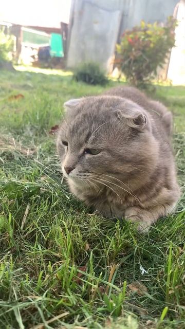 Доброе утро солнышко #а4 #луч #папа #9мая #друзья #мама #acmr #мейнкун #врек #шпиц