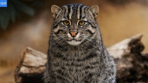 Кот Рыболов – редкий азиатский Хищник! Рыбная кошка в Деле!