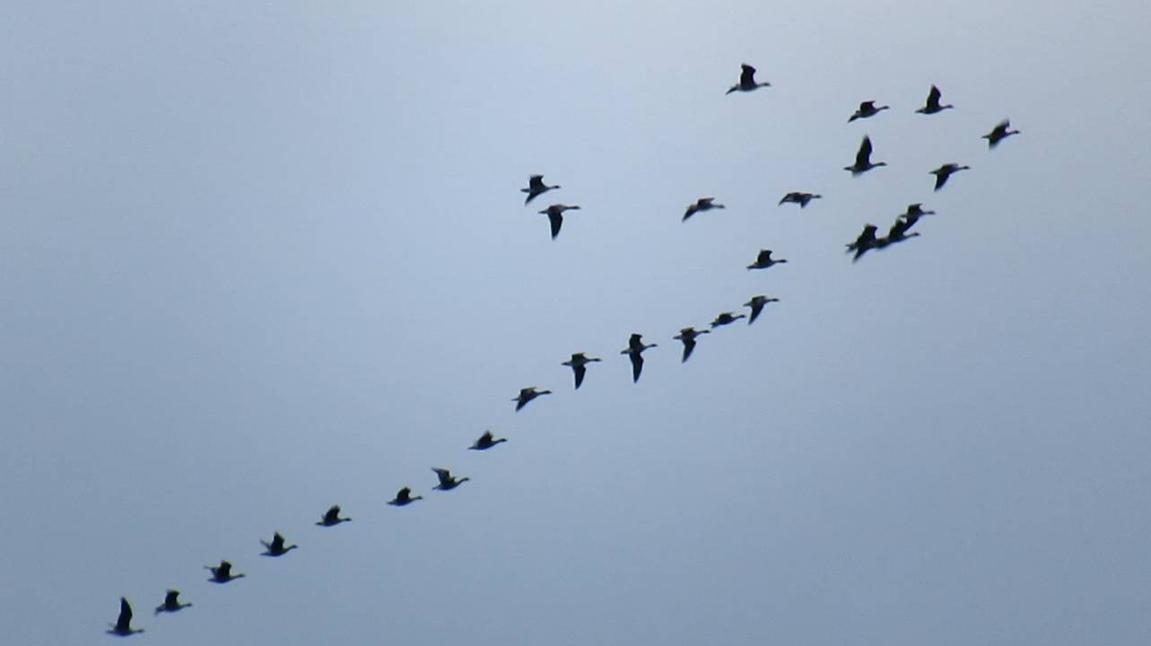 Гуси летят на север смотреть онлайн