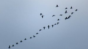 Гуси летят на север