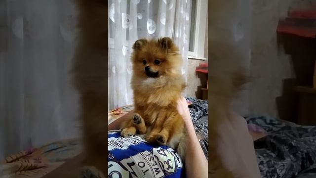 Шпиц Умка любит кушать