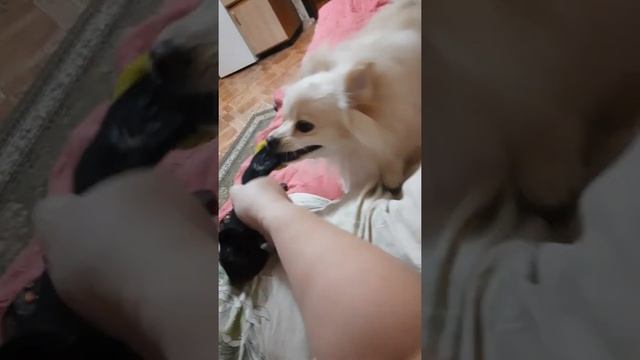 Буся отбирает носок. Злой шпиц. смотреть онлайн