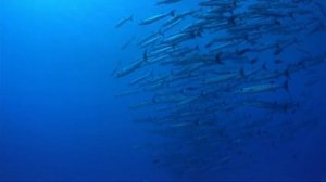 Футаж  под водой