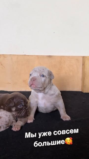 Девочка булли🥰 одни из самых крупных в помете😍 #щенки #булли #буллищенки #буллипокет #щенкимосква