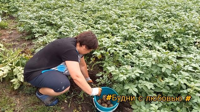 Молодая картошка 🍟 и обзор огорода