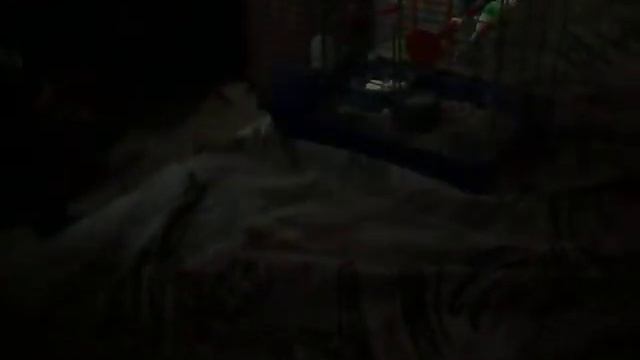 Приколы над котами смотреть онлайн