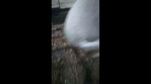 СВИНОМАТКА НЕ ЕСТ, КАКАЯ ПРИЧИНА? ВЕРНУЛ АППЕТИТ СВИНОМАТКЕ