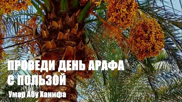 Умар Абу Ханифа - 