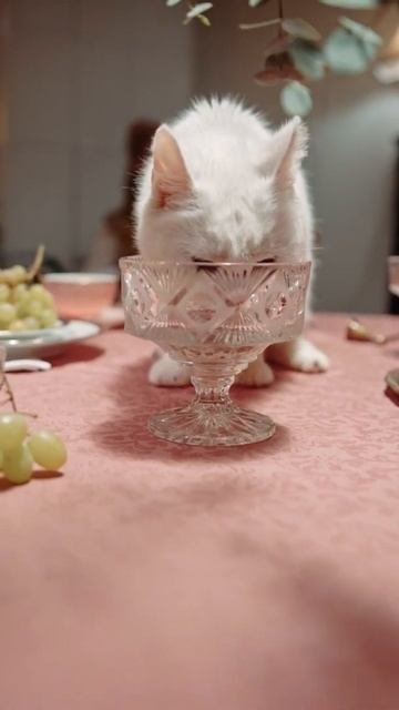 пьяный кот горе семье