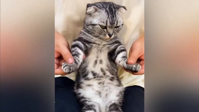 Кот пляшет брейкданс лучше, чем ты!