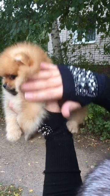 Инрике ... маленький мишка.