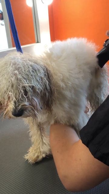 ГРУМИНГ МАЛЬТИПУ  #грумер #животные #grooming #dog #собака #groomer #грумингсобак #мультипу