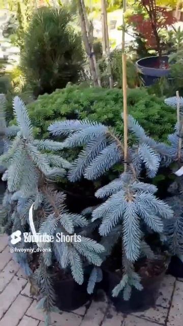 🌲Ель Зе Блюз | Telegram: https://t.me/love_is_hvoiny_dvorik смотреть онлайн