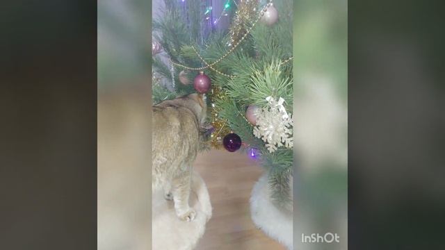 Алиса в новогодней сказке