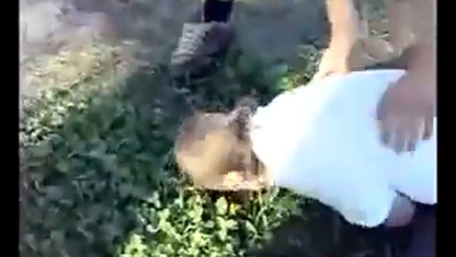 Давай прыгай какашка