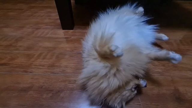 Ведь правда все шпицы любят ручки?😊🤗