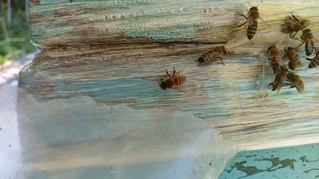 прогулы прогулял. отчод за осмотр семеек. медовый спас прошел напрасно ..