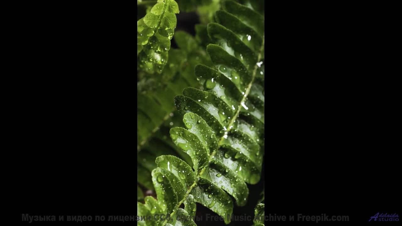 Мелодия наполняет сознание спокойствием и восторгом сразу - Waiting On A Train -- HoliznaCC0 -- Orph