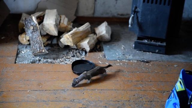 Горностай в домике на КСС Куэльпорр