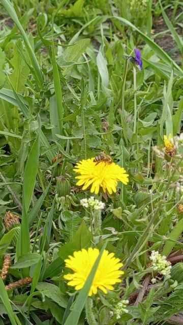 ПЧЕЛКА НА ОДУВАНЧИКЕ,,,ПРЕЛЕСТЬ КАКАЯ смотреть онлайн
