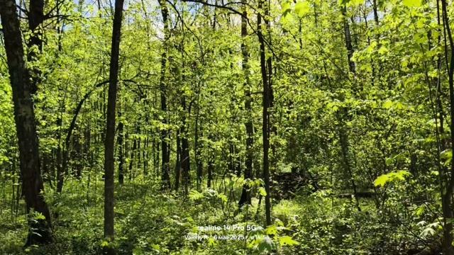 Лосиный остров, май. 06.05.2025 смотреть онлайн