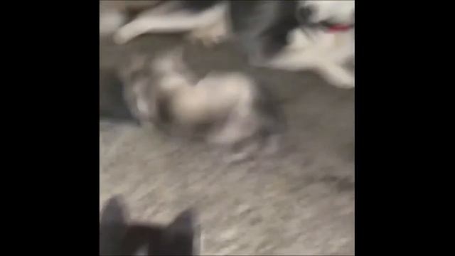 ПРИКОЛЫ ДЛЯ ДУШИ, лучшие приколы с животными (Я ржал полчаса - смешные животыне) смотреть онлайн