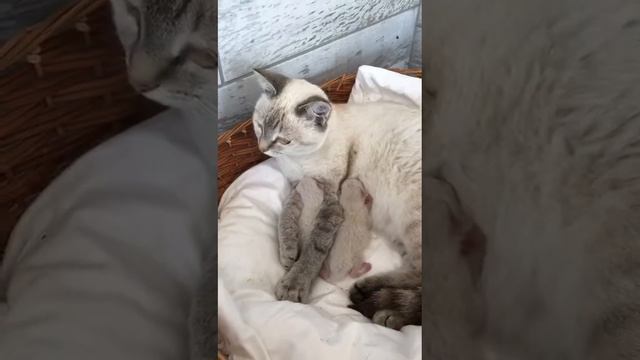 23 июля 2022 г. смотреть онлайн