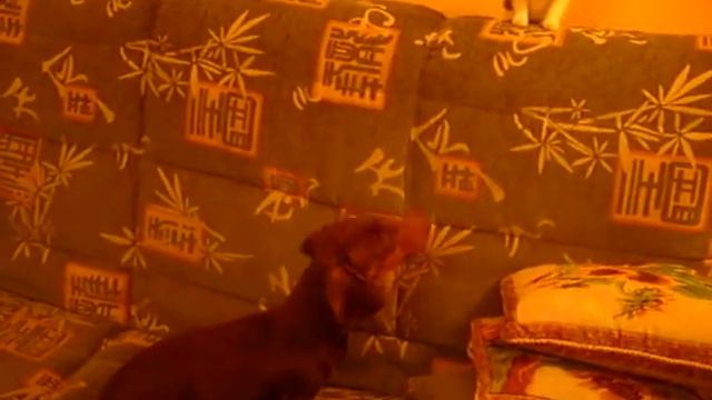 Один дурней другого )).AVI