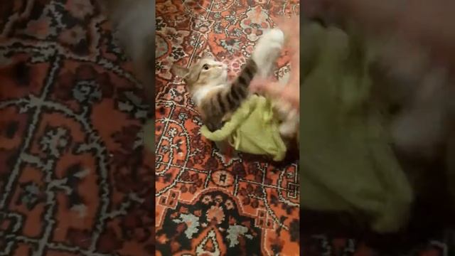 Одежда для кошки смотреть онлайн