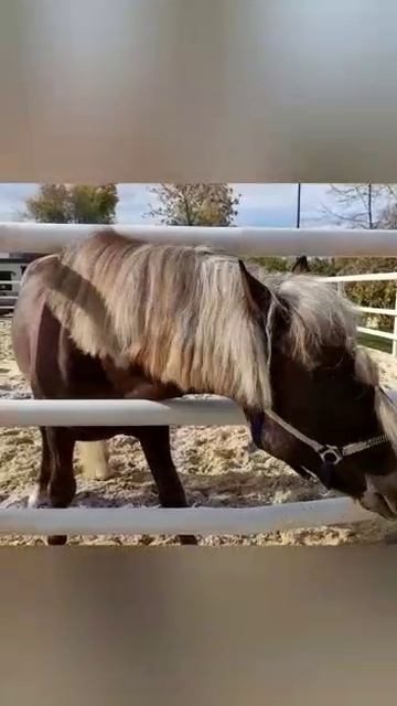 Люблю лошадей смотреть онлайн