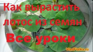 Как вырастить лотос из семян. Все уроки