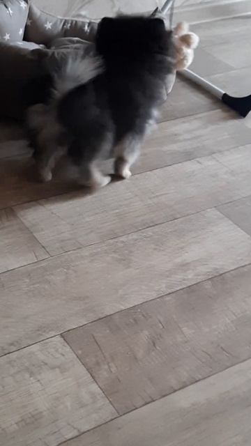 Гризли немецкий шпиц 2,5 месяца